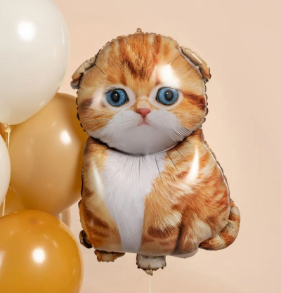 Вислоухий котенок